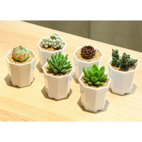 多肉植物與谷類作物 小身軀與大世界的奇妙對(duì)話