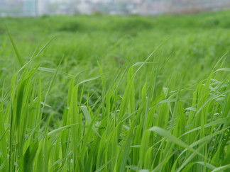 禾本科雜草免費高清圖片下載指南——千圖網(wǎng)第7頁精選